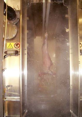 Termiske behandling av slakteskrotter: Ved å gi kjøttstykker og slakteskrotter varmesjokk i overflaten drepes bakterier.  