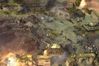 Company of Heroes
