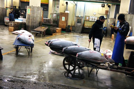 LITE EFFEKTIVT: Tokyos fiskemarked Tsjuki er viden kjent og et attraktivt turistmål. Måten det fungerer på er nok likevel gammeldags. Her auksjoneres tunfisk klokken fem om morgenen.