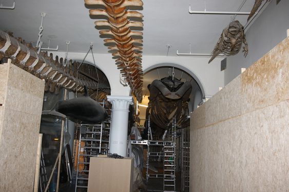 STENGT: Det er en omfattende jobb å rense 27 hvalskjeletter. Avdelingen i museet er stengt for publikum i de to årene restaureringen pågår. Det ser nærmest ut som en byggeplass, med midlertidige vegger, stilaser og trapper.
