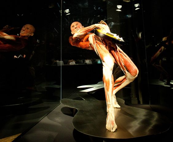 Spiller med Musklene:  Ved hjelp av plastinasjonsteknikk kan man lage fantastiske «statuer» der alt blir bevart.