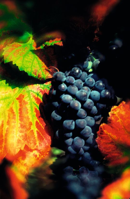 Pinot noir er ryggraden i Bollingers viner.