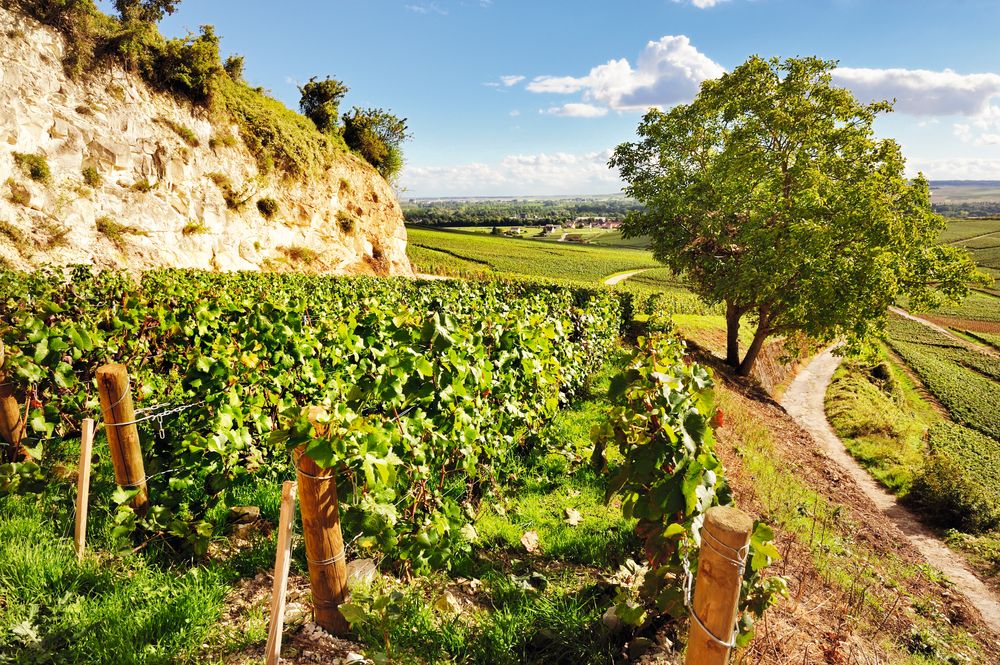 Côte aux Enfants-vinmarken.