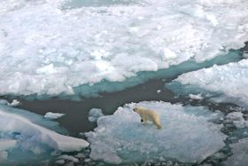 En isbjørn på et isflak på Svalbard. Et oljeutslipp i is er vanskelig å håndtere og kan true dyrelivet.