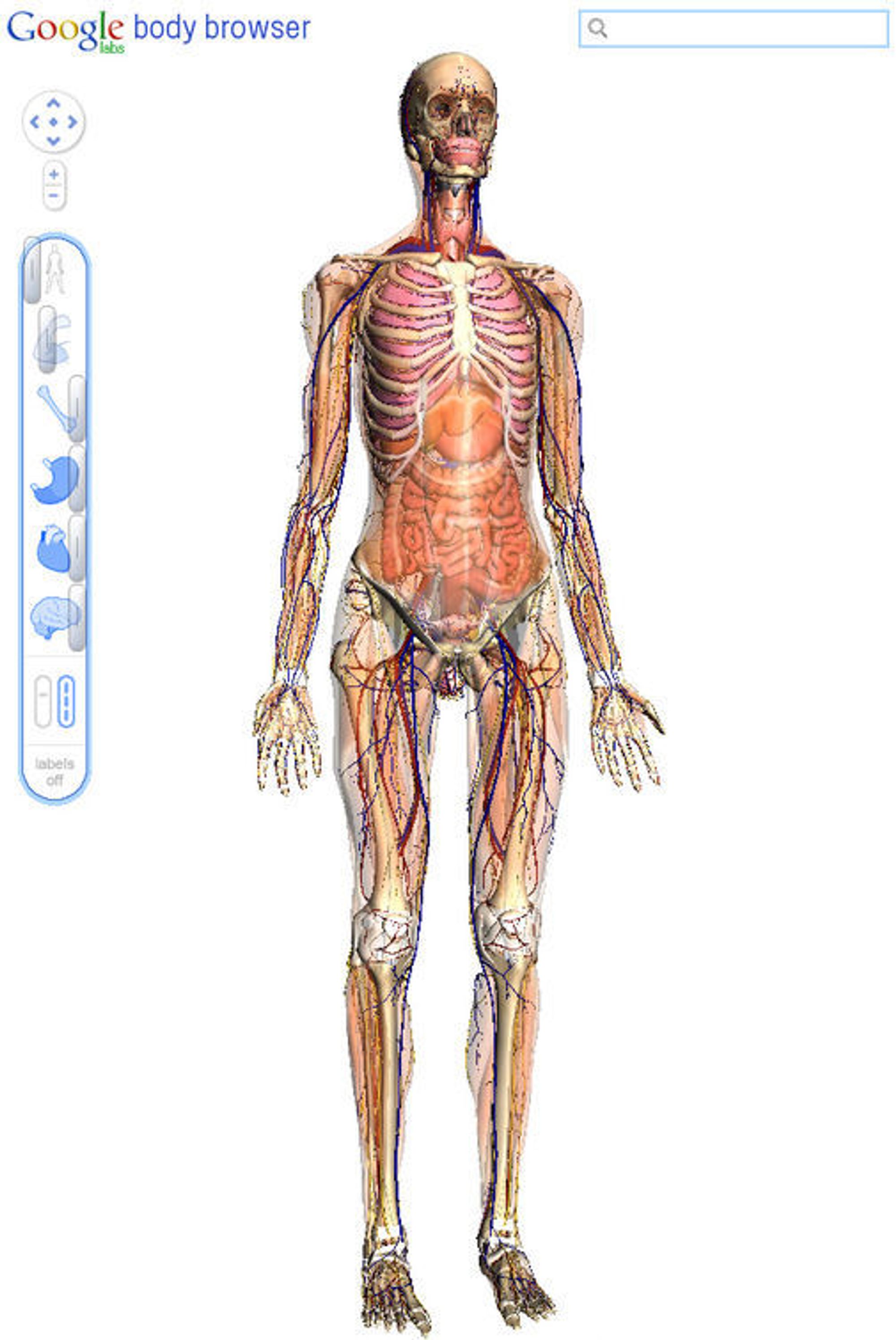 Googles Body Browser viser menneskekroppens anatomi i 3D og gjennom flere lag.