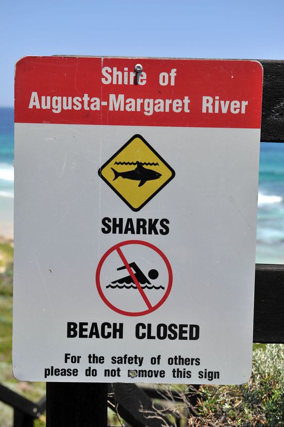 Senest i slutten av november ble en mann drept av hai i et surfeområde i Australia.