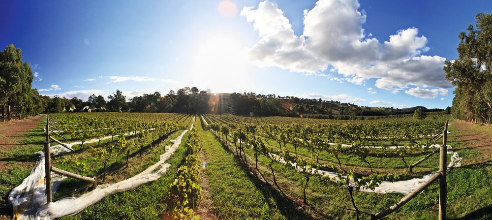 Arthurs Creek-vinmarken vest i Yarra en gammel elvebunn med kjølig beliggenhet og gir druer til en av Innocent Bystanders Giant Steps-chardonnayer.