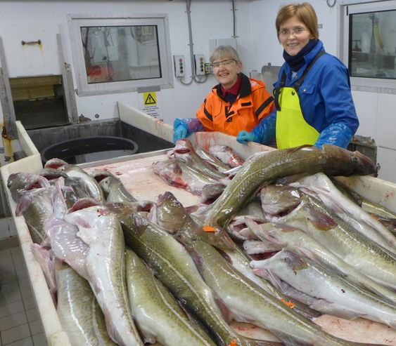 Forskerne med litt av dagens fangst. Nå skal kvaliteten på fiskekjøttet under lupen. Prosjektleder Hanne Digre til høyre og ingeniør Marte Schei til venstre. Foto: SINTEF.