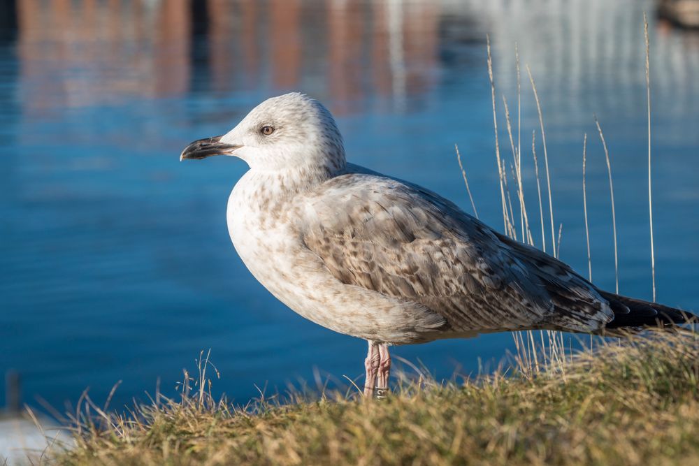 En god søker kan være gull verdt i den skarpe vårsolen. 1/500s - f/5.6 - ISO 125. Optimalisert fra RAW.