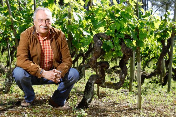 Luis Pato omgitt av sine gamle vinstokker.