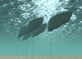Under vann: SES' pantenterte metode går ut på å feste taresporer til vertikale flak, som flyter i sjøen og forankres i sjøbunnen.