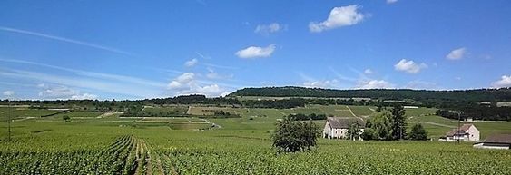 Utsikt fra vinkjelleren mot Puligny-åsen.