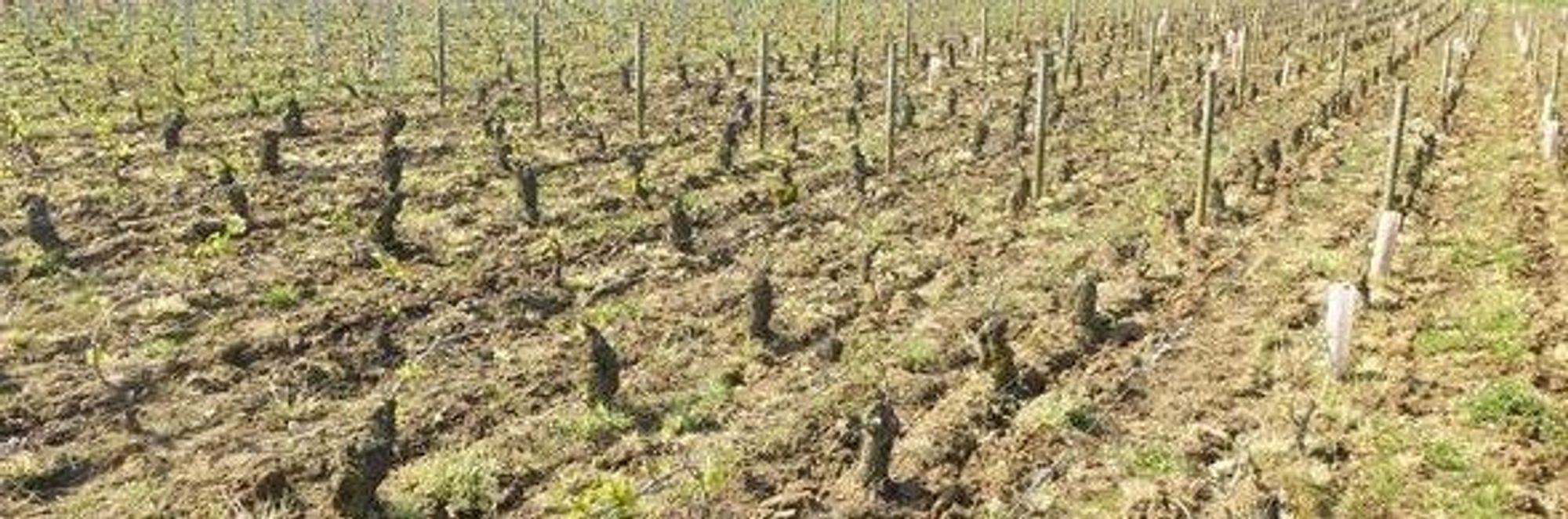 Katastrofale følger i Chablis, Burgund, Cognac og Beaujolais