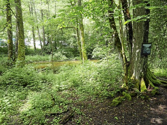 NATUR OG LOKALHISTORIE: Ved å krysse over Gamle Mossevei kommer du til stisystemet langs den idylliske Gjersjøelva.