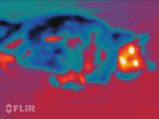 Slik ser det ut når man fotograferer en kald katt på varm asfalt med FLIR-kameraet i Cat S60.