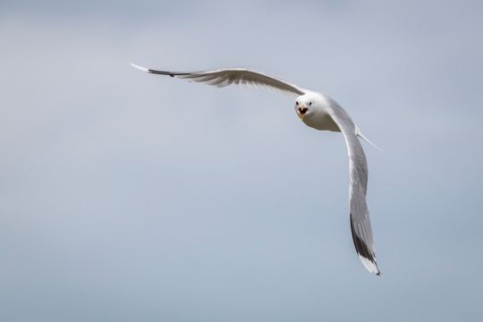 7 bilder i sekundet er litt lite for fotografering av fugler, dyr eller sport, men med tolmodighet og flere forsøk fikk vi ett og annet blinkskudd likevel. 1/2000s - f/6.3 - ISO400. Optimalisert fra RAW.