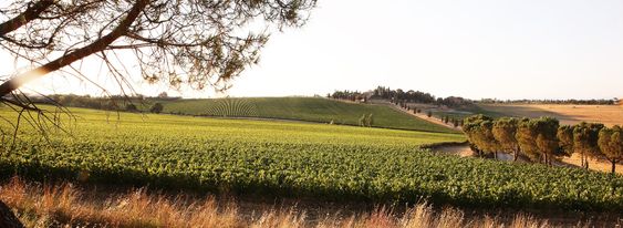 Fra eiendommen i Montepulciano.