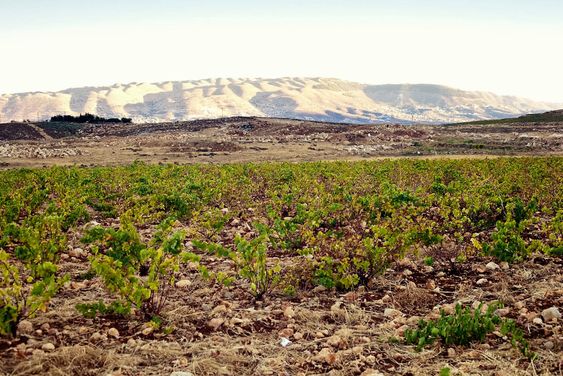 Høytliggende vinmark med bush vines.