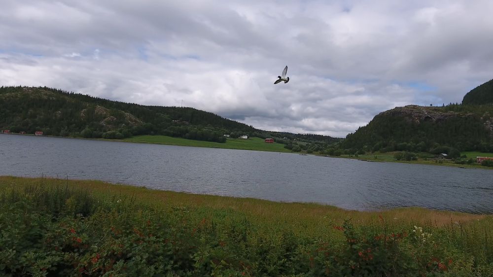 Hadde fuglen fløyet inn i dronen? Neppe. Hadde vi tenkt å finne det ut med sikkerhet? Nope!