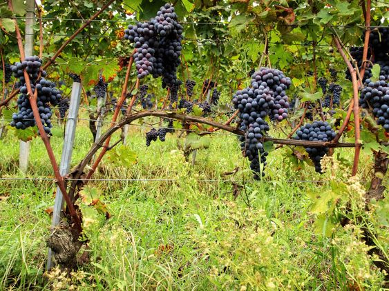 Nebbiolo slik Ferdinando Principiano dyrker dem.