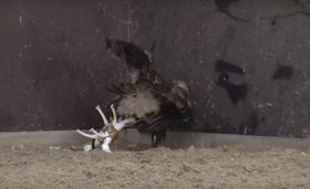 Ørnen setter dronen på bakken igjen, i uskadeliggjort tilstand.