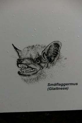 SKREMMENDE: Tegningen viser at flaggermusens kontrafei kan skremme de fleste.