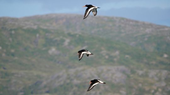 Et godt kameragrep er fint, men mest nødvendig bare hvis du jobber med store objektiver, som her med Panasonics 100-400mm. 1/1250s - f/5.7 - ISO 250. JPEG fra kameraet, beskåret.