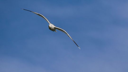 Med en høyere skuddtakt blir det enklere å treffe på det «riktige øyeblikket», enten det er når vingene på måken står i penest vinkel, eller akkurat idet den håpefulle brenner av et straffespark. 1/1250s - f/8.0 - ISO 200. Justert og beskåret JPEG.