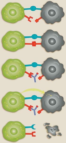 Nye legemidler: Immuncellen (grønn) oppdager kreftcellen (svart) ved å gjenkjenne overflaten som noe fremmed. Kreftcellen har andre proteiner (røde) på overflaten som kan brukes til å stoppe angrepet fra immuncellen. Nye legemidler (antistoff, i blått) hindrer at immuncellen mottar stoppsignalet. Når immuncellen ikke får stoppsignalet, sender den ut enzymer (gul pil) som dreper kreftcellen. Illustrasjon: Kristin Granli/Kreftforeningen.
