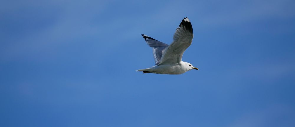 Vi fikk for eksempel mange fine måkebilder, men søkeren er ikke den beste i kombinasjon med rask skuddtakt, så komposisjonen ble litt vanskelig. Det kan du lese litt mer om på neste side. 1/1250s - f/6.3 - ISO 250. JPEG fra kameraet.
