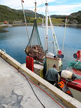 PÅ LAND: Kongekrabbene heises inn på land fra fiskebåten.
