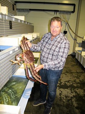 VELVOKSEN: Svein Ruud i Norway King Crab med en velvoksen kongekrabbe. Men de kan bli større, faktisk over 10 kg.