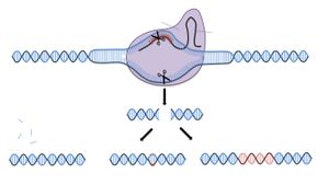 CRISPR_temaark%20169.300x169.jpg