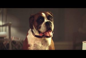 bustertheboxer.300x204.jpg