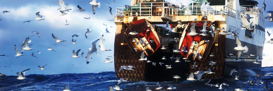 Slik finner du den aller beste fisken