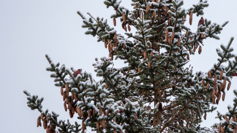 Et lite kamera som veier mindre i sekken, blir for mange oftere med på tur enn et større og tyngre. 1/100s - f/2.8 - ISO 800. Justert fra råformat.