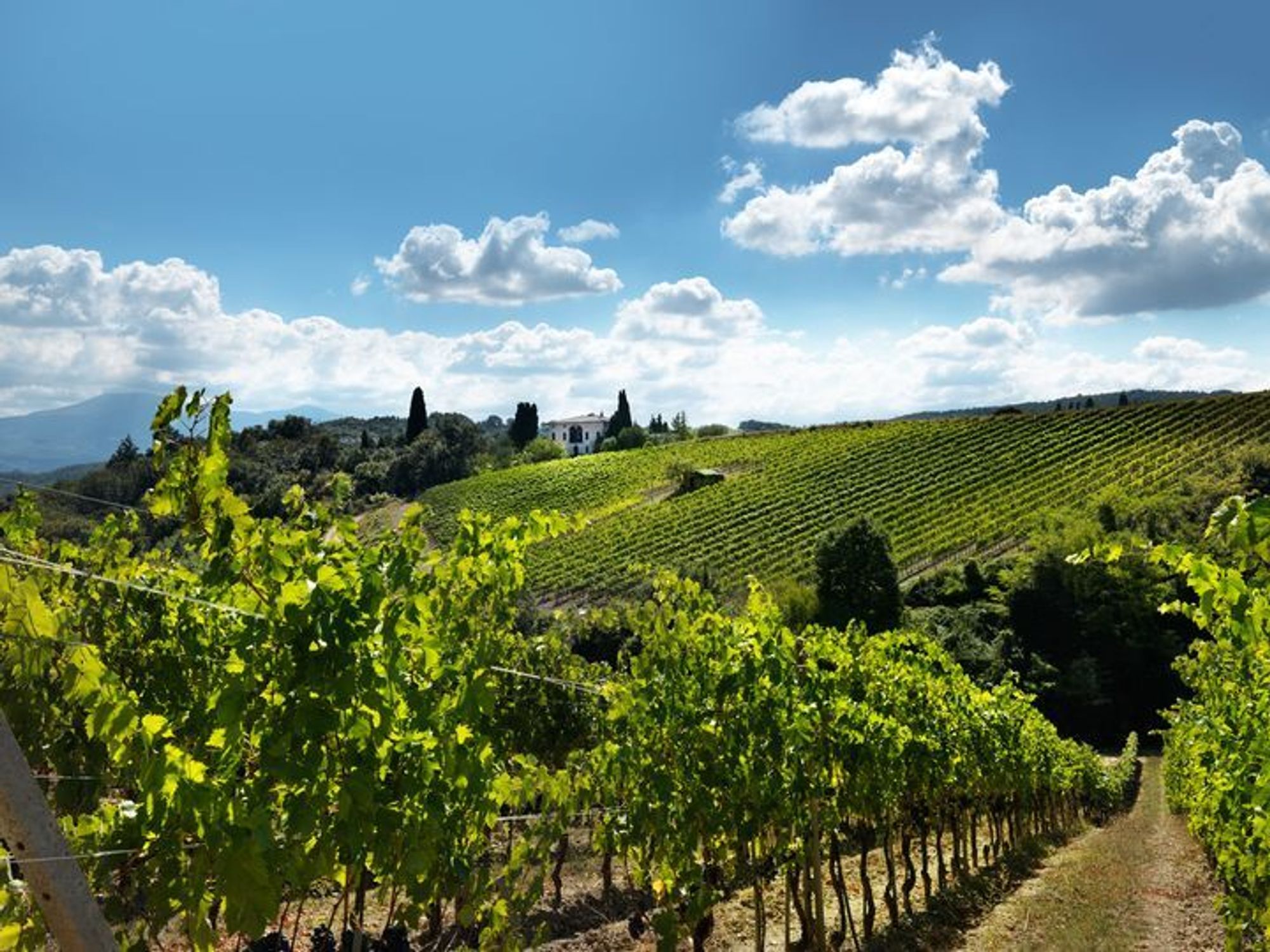 Ruffino Greppone Mazzi Vineyards.