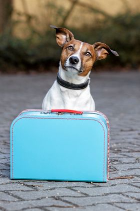 – VOFFOR SKJEDDE DETTE?: To hundre på full sjekkerunde ble tatt med til kennel etter nattelig beiling.