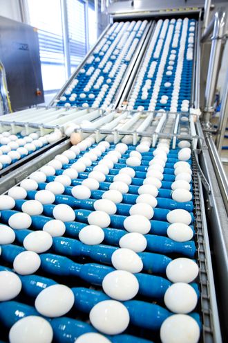 Nyskilte eggeskall produseres i et voldsomt tempo, eggeskilleren til Nortura har kapasitet på 108 000 egg i timen, eller 30 egg hvert sekund.