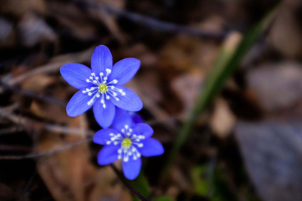 Fujifilm X100F - 23mm - 1/250 - f/2.8 - ISO 250. Behandlet fra raw.