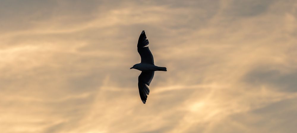 Det store zoomområdet til 100-400mm-objektivet gir mye fleksibilitet, samtidig som det er utmerket for dyreliv. Igjen bilde fra et tidligere møte med objektivet. 1/800s - f/5.6 - ISO 125 - 176mm.