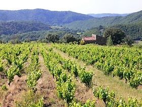 Vingården ligger i Roquebrune i Saint Chinian.