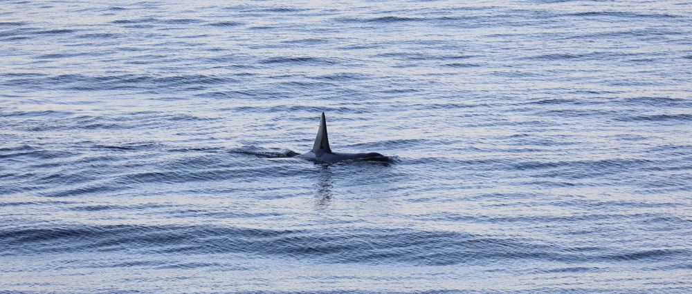 Turen får en lovende start; du trenger ikke være marinebiolog for å vite at dette ikke er noe vanlig torsk. 1/200s - f/5.6 - ISO 320. Behandlet fra råformat.