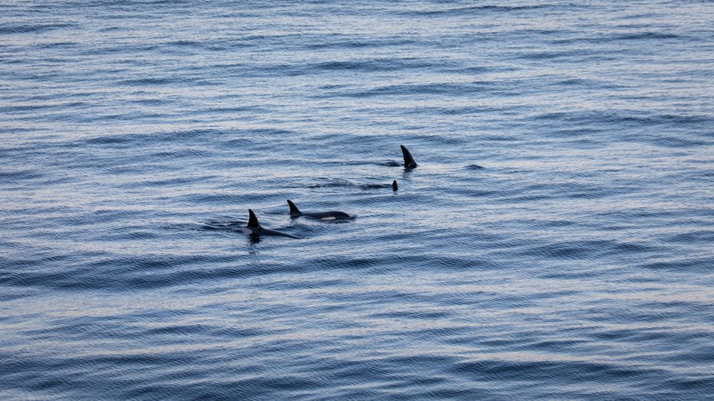 Dyrene følger landet bortover på jakt etter sild, men ifølge en turguide jeg snakker med senere svømmer de sjelden inn i fjordene på grunn av at de da gjerne blir fulgt etter av folk i båt. 1/200s - f/5.0 - ISO 200. Behandlet fra råformat.