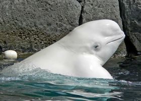 "TVILLINGBROR": Det nye flyet Beluga XL vil snart dele både navn og utseende med denne krabaten.
