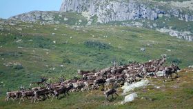 UVISS FRAMTID: Villreinen i Nordfjella skal etter planen slaktast ned. No ber ordførarane i området om å sette på bremseklossen.
