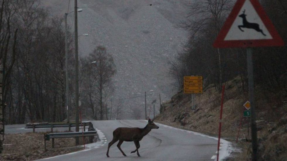 KLARDE SEG: Hjorten i vegbana kom frå det heile utan skader, Illustrasjonsfoto