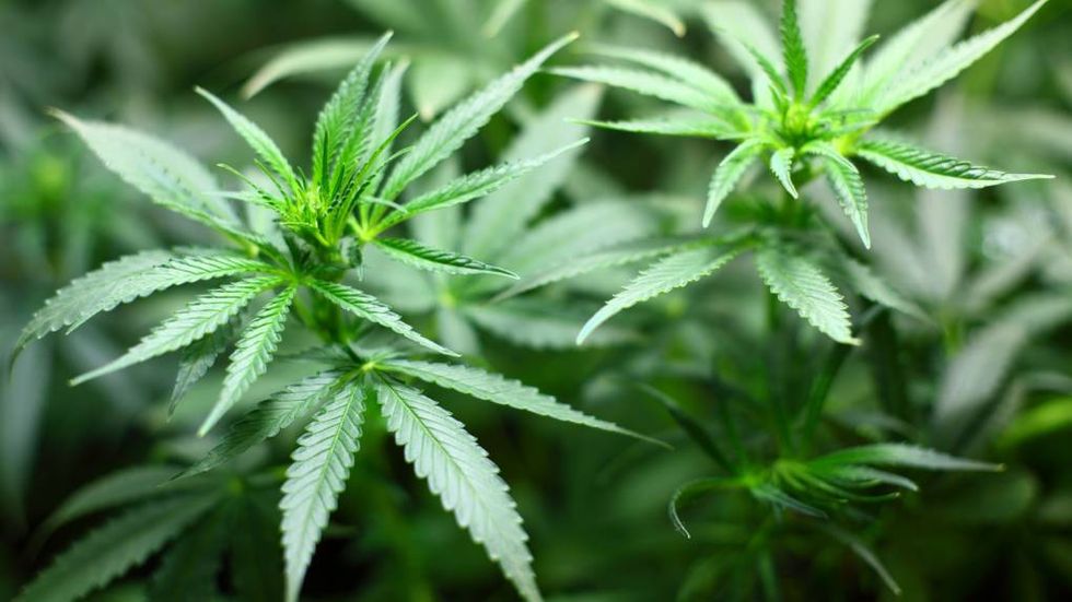 FUNN: To cannabisplanter er funne hjå to personar i Aurland. Illustrasjonsfoto.