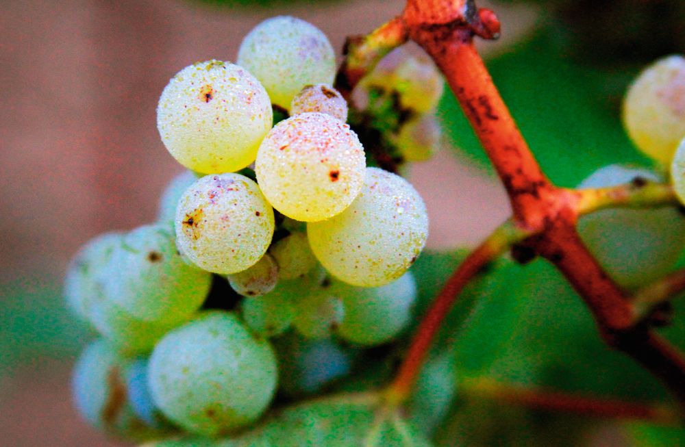 Muscadetdruen melon de bourgogne.