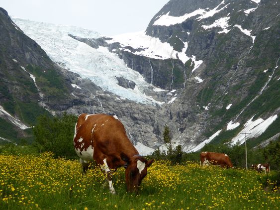 BRA FOR DYR OG LANDSKAP: Her frå Bøyabreeen, ein av Jostedalsbreen i Balestrand i Sogn og Fjordane.